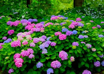 Obraz premium 満開の紫陽花の花、美しい庭のアジサイ 