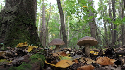 mushrooms in the forest