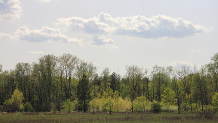 Fototapeta premium forest and sky