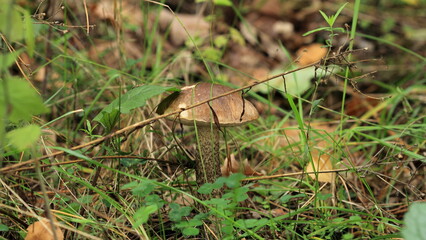 mushroom in the grass