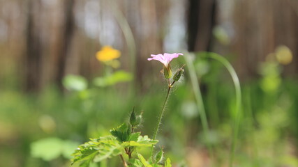 flowers in the garden