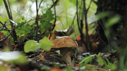 mushroom in the forest