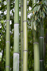 Closeup of green thick bamboo stem in tropical park. Bamboo plants. Rainforest. 