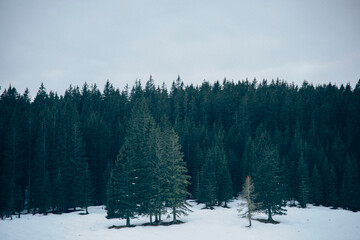 Moody autumn forest with fog and mist on a gloomy day. 
