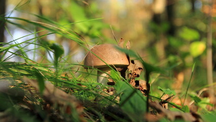 mushrooms in the grass
