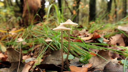 orange cap boletus