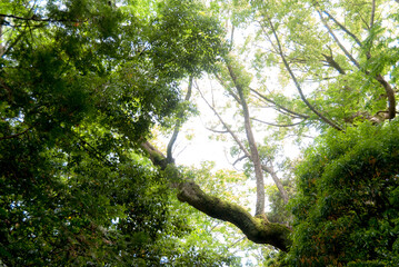 日本の神社の新緑の緑