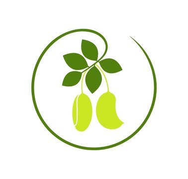 Griffonia logo. Isolated griffonia on white background