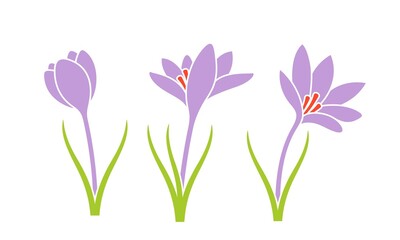 Naklejka premium Saffron Flower. Isolated saffron on white background