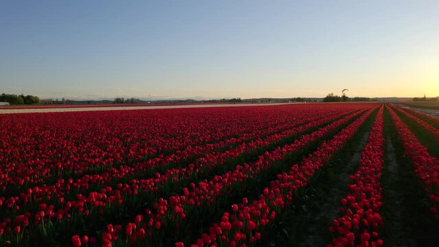 Expansive tulip fields at sunset in spring. Drone footage flying low over flowers with paramotors flying around in the air.