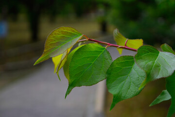 Fresh Green Leaves