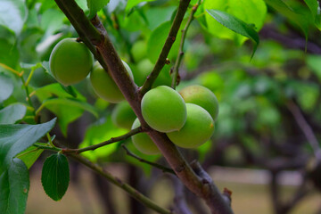 Fresh green plums on the tree.
