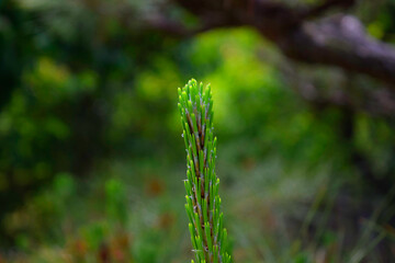 Green grass with spikelets in the field natural background. High quality photo