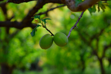 Fresh green plums on the tree.