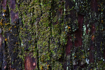 Weathered wooden bark backdrop. Natural textures. Natural forest backdrop for autumn season. Natural wood structure backdrop. Tree bark surface closeup. Forest themed background.