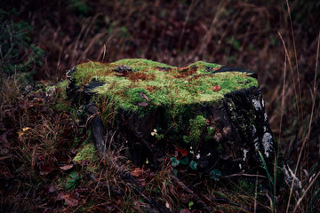 Obraz premium Moody autumn forest with fog and mist on a gloomy day.