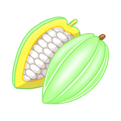 半分に切られた緑色のカカオ（果実、果肉）