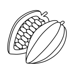 半分に切られたカカオの実（線画）