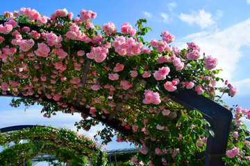 Pink rose garden in japan