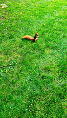 Wild red squirrel or Eurasian red squirrel (Sciurus vulgaris) in Kampinos National Park, Masovia, Poland