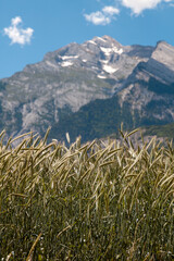 Tuft of wheat in a mountain landscape