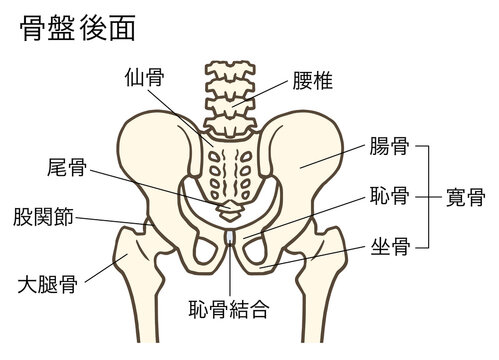 骨盤と股関節(後面)、腰椎、椎間板、寛骨、仙骨、腸骨、恥骨、坐骨、名称あり
