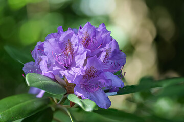 Rhododendron Bl&uuml;te offen 