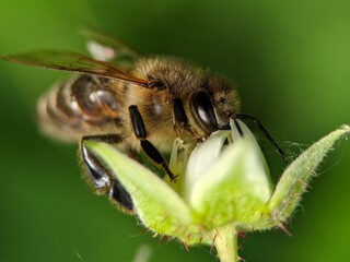 bee on a flower