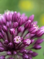 close up of a pink flower