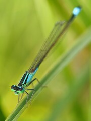 close up of a dragonfly