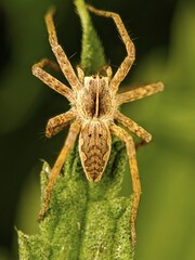 spider on a leaf