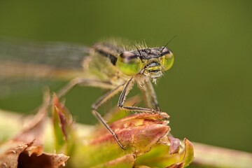 close up of a dragonfly