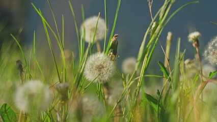 Dandelion Seeds Floating in Air Over Green Meadow