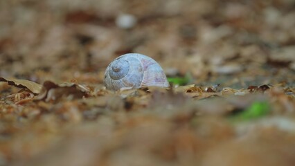 Gastropod Land Snail Spirally Coiled Shell Laying on Ground in Withered Dry Brown Leaves Foliage