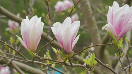 Fototapeta na wymiar Magnolia Flowering Tree Blossom with White and Pink Petals Swaying in Gentle Wind 