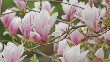 Fototapeta na wymiar Magnolia Flowering Tree Blossom with White and Pink Petals Swaying in Gentle Wind 
