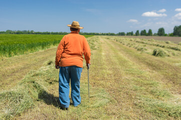Naklejka na ściany i meble Caucasian senior farmer walking on mowed field stack of hay on agricultural field at sunny spring day in central Ukraine.