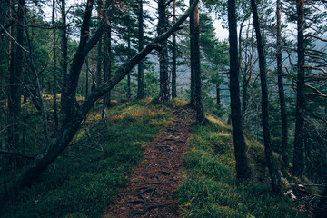 Moody autumn forest with fog and mist on a gloomy day. 

