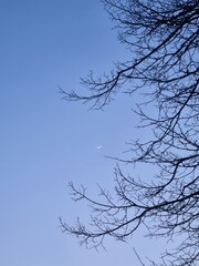 tree branches against blue sky