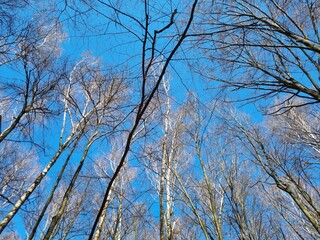trees and sky © Jakub