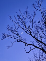 tree branches against blue sky