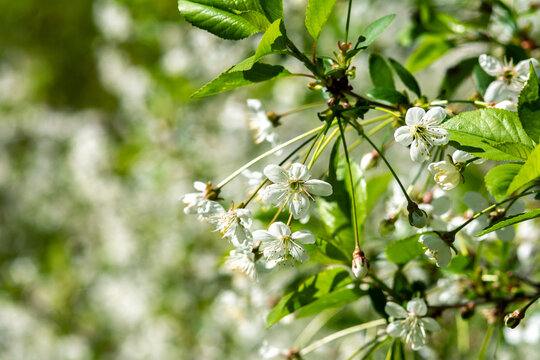 Blooming branches of a cherry tree closeup. A spring tree blooms with white petals in a garden or park