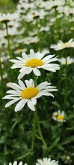 Fototapeta premium daisy in the grass