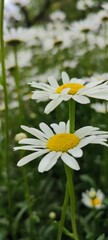 Fototapeta premium daisy flower