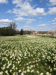 Fototapeta na wymiar flowering field narcissus in spring city