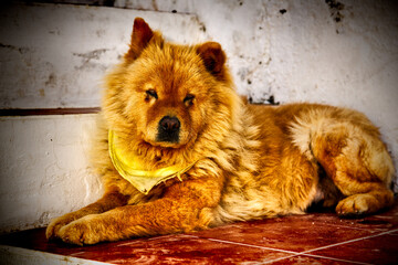 beautiful dog of the chow chow breed with reddish brown hair resting on a terrace - 507437675