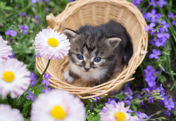 Fototapeta na wymiar small cute tabby kitten sits in a wicker basket in a flower bed among flowers. childhood of cats, beautiful postcards, harmony of nature, tenderness. curious muzzle