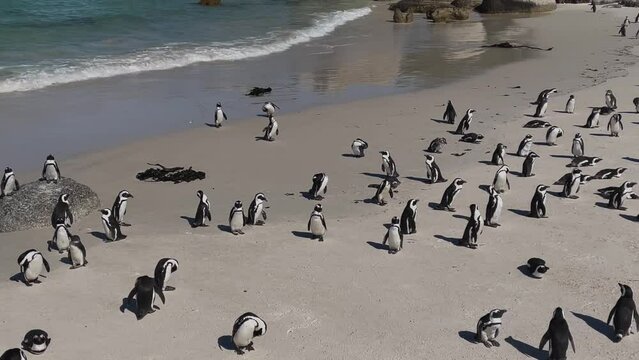 Pinguine am Boulders Beach in Simon&rsquo;s Town S&uuml;dafrika