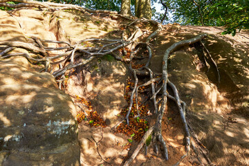 Tree roots in the sandstone. Bastei, Germany