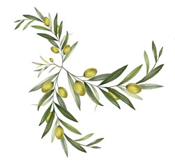 Olive branch with olive fruits isolated on white. Watercolor.
